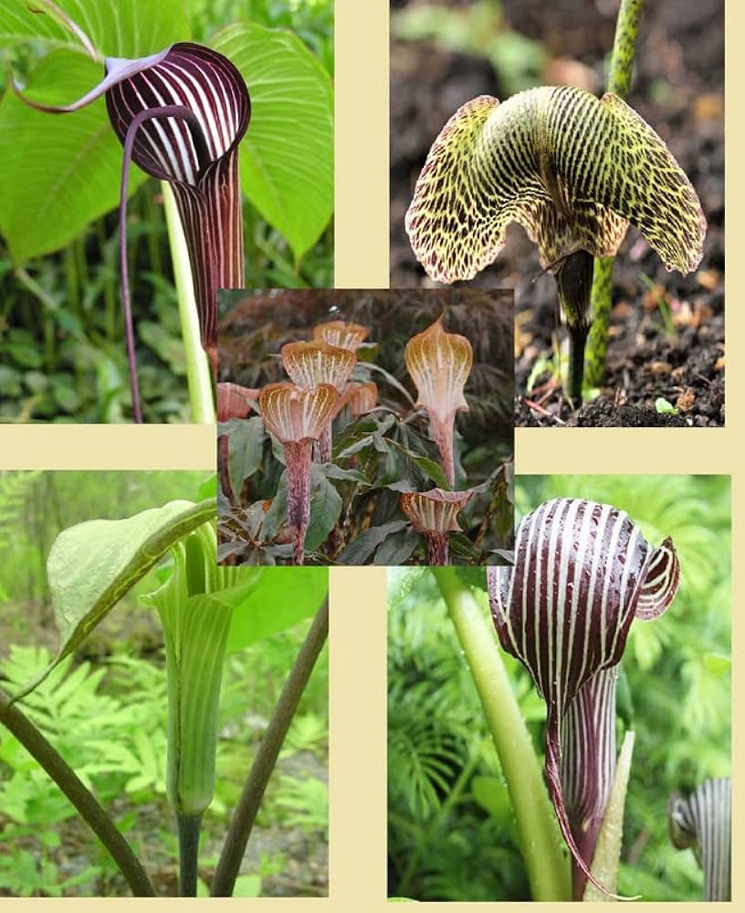 Arisarum Vulgare Seeds for Planting