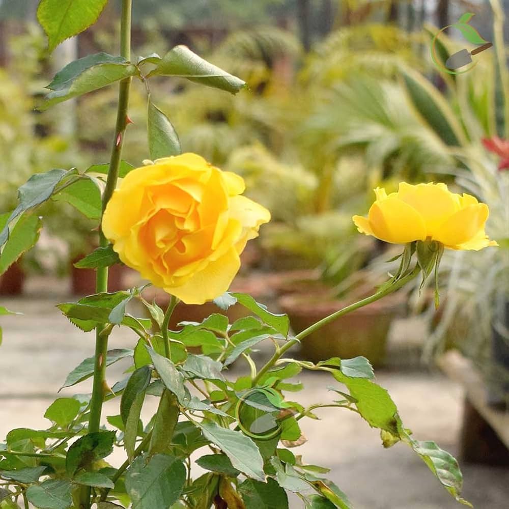 Yellow Mix Ruby Rose Flower Seeds for Planting NonGMO Heirloom Garden Seeds for Growing Wildflower Mix
Sale