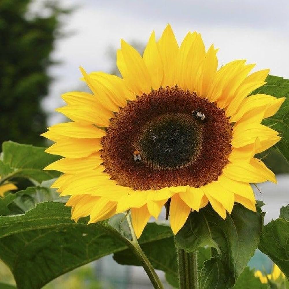 Sunzilla SunFlower seeds for Planting Garden Favorite Heirloom & GMO Free Seeds for Home Garden
