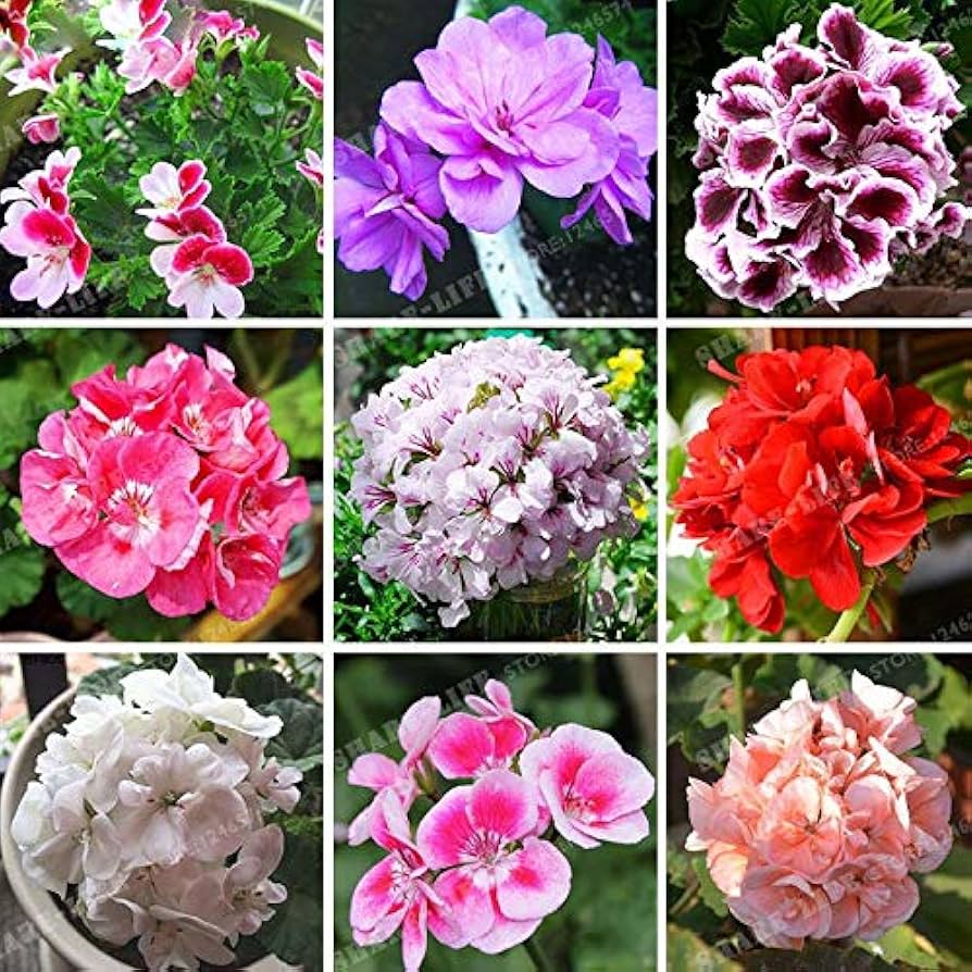MultiColored Univalve Geranium Flower seeds for Planting Cottage Garden Essential Heirloom & GMO Free Seeds for Home Gar