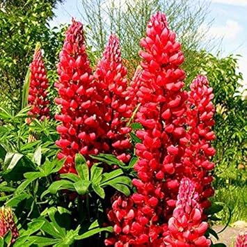 Lupine Red Flower seeds blooming in flower beds, containers, borders, and pollinator-friendly gardens