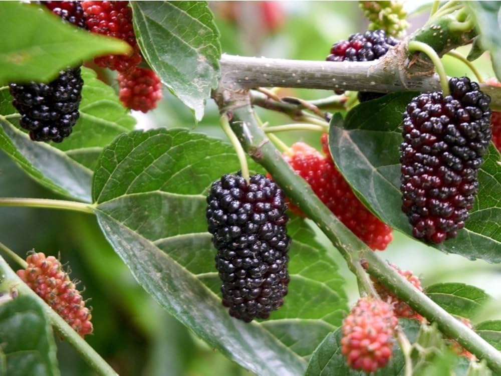 Mulberry Fruit Planting Seeds - Grow Your Own Delicious Mulberries with Easy Planting Instructions