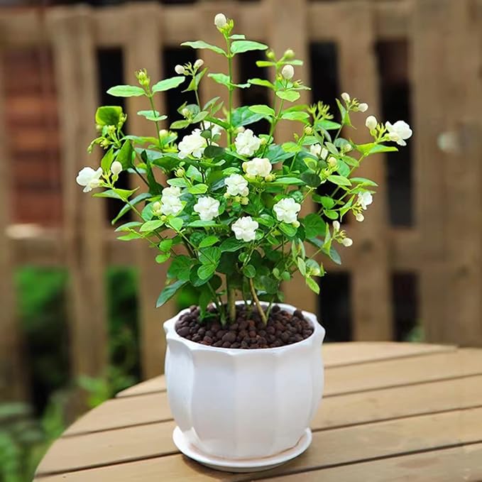 Jasmine Jasminum spp. Flower Seeds for Planting in Flower Bed & Garden