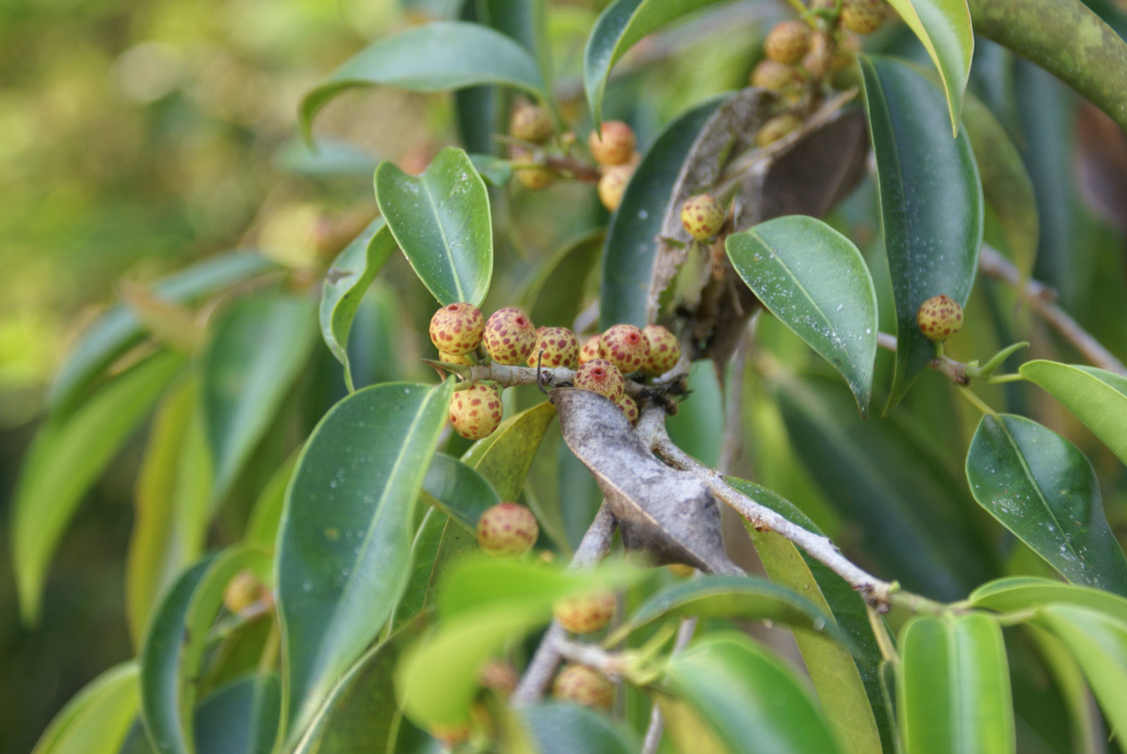 Green Ficus Pertusa Seeds for Planting - Evergrowseeds