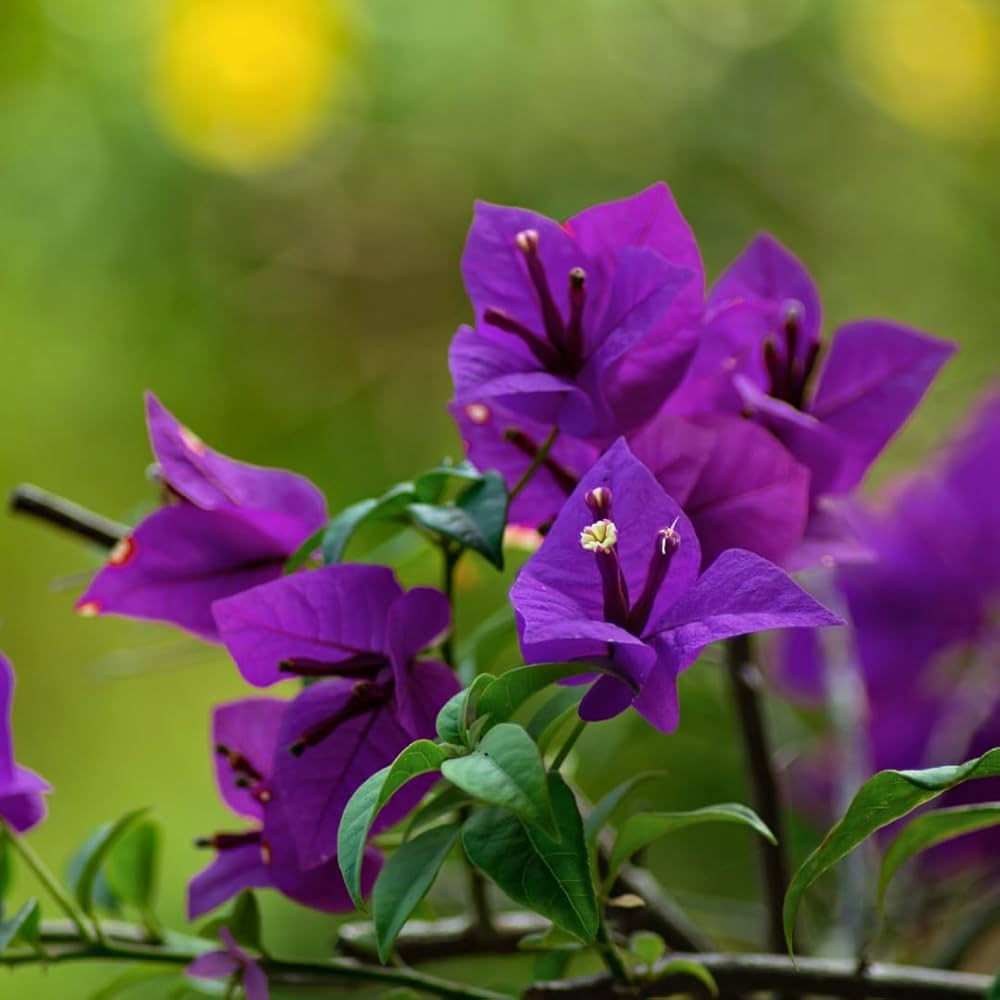 Bougainvillea Lavender Flower seeds for Planting - Hardy Variety, Heirloom & GMO Free Seeds for Home Garden