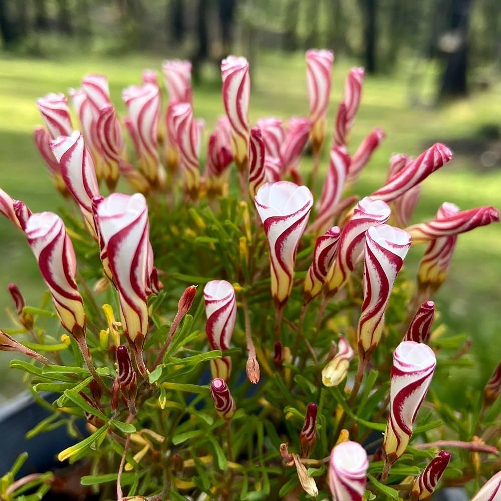 Evergrowseeds Oxalis Candy Cane Sorrel herb seeds for planting, showing 20 seed packets with colorful Candy Cane Sorrel Oxalis plant images