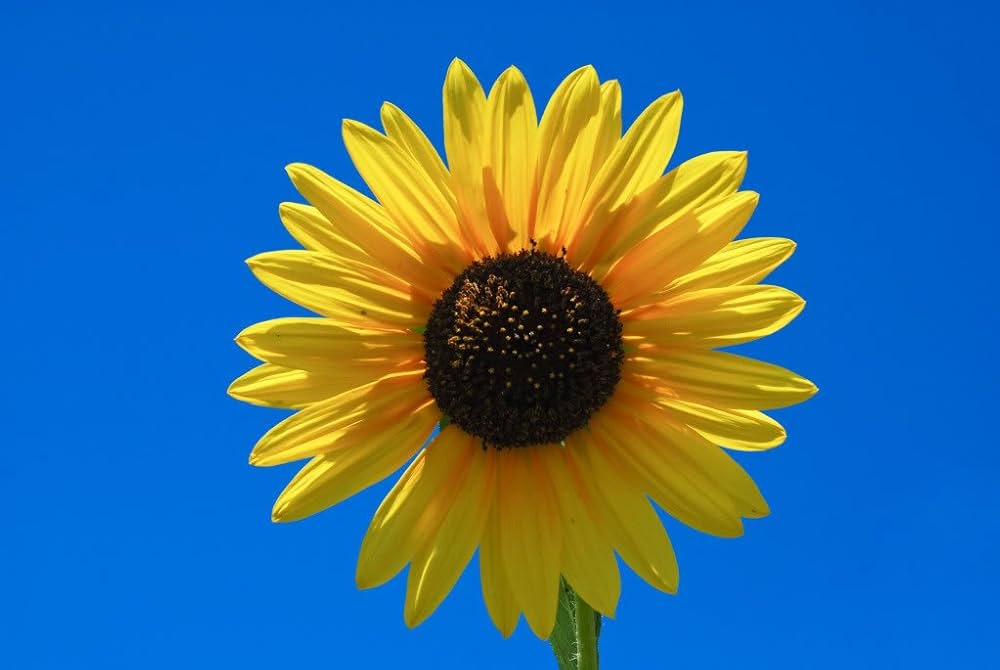 Hopi/Common Sonnt Helianthus annuus Seeds for Planting flower bed