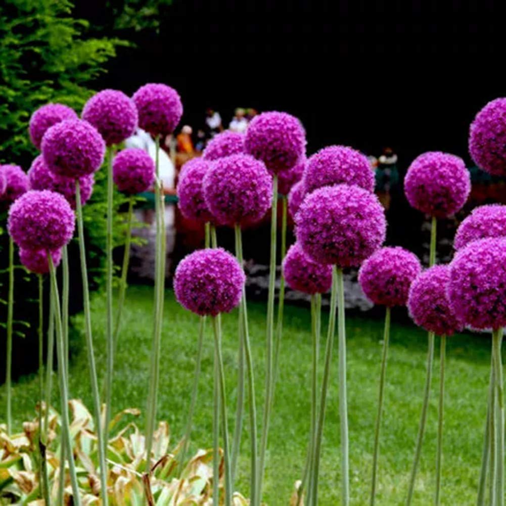 Giant Allium Flower Seeds – Allium Giganteum for Rare Garden Blooms