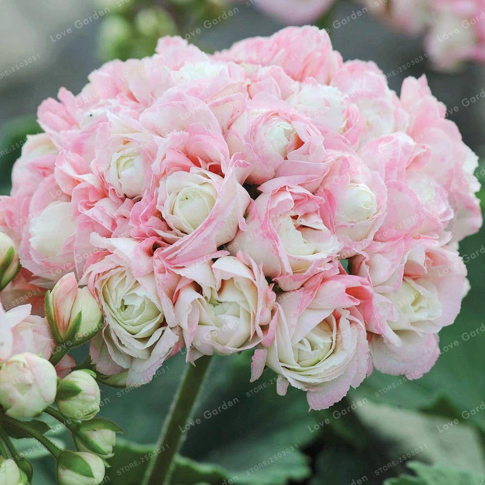 Apple Blossom Rosebud Geranium Seeds Pelargonium hortorum for Planting in Flower Pots and Balcony Garden