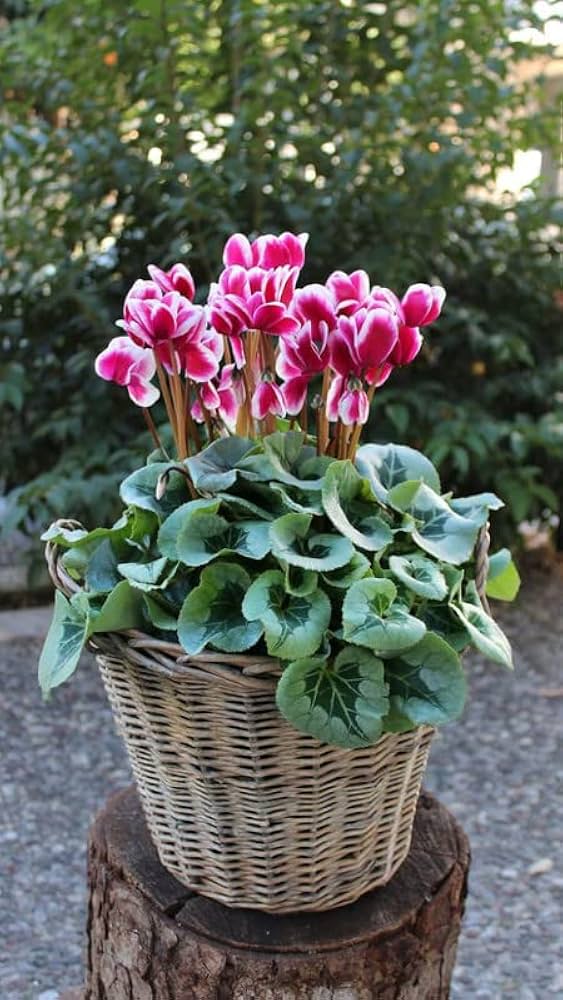 Red White Cyclamen Flower seeds for Planting - Seasonal Bloomer, Heirloom & GMO Free Seeds for Home Garden