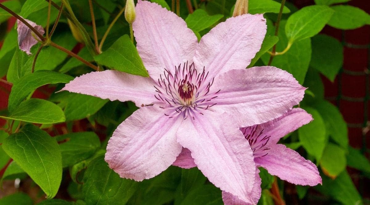 Light Pink Clematis Flower seeds blooming in flower beds, containers, borders, and pollinator-friendly gardens