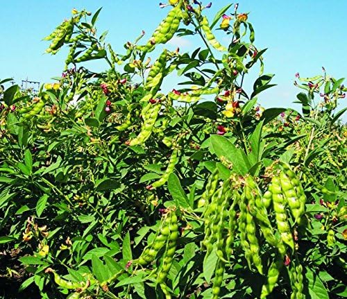 Jamaica Gungo Vegetable Seeds for Planting High-Quality Seeds for Your Garden