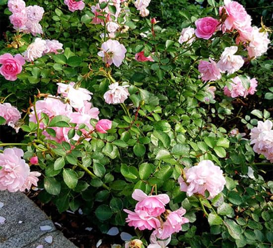 Rosa Chinensis Flower Seeds