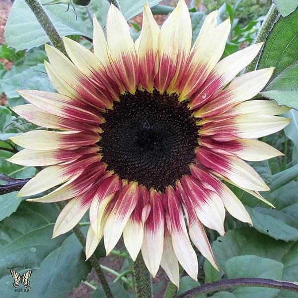 Sunflower Flower Seeds Burgundy for planting