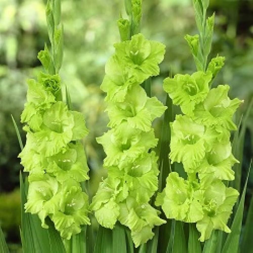 Green Gladiolus Flower Seeds for Planting Pollinator Friendly Heirloom & GMO Free Seeds for Home Garden
Sale