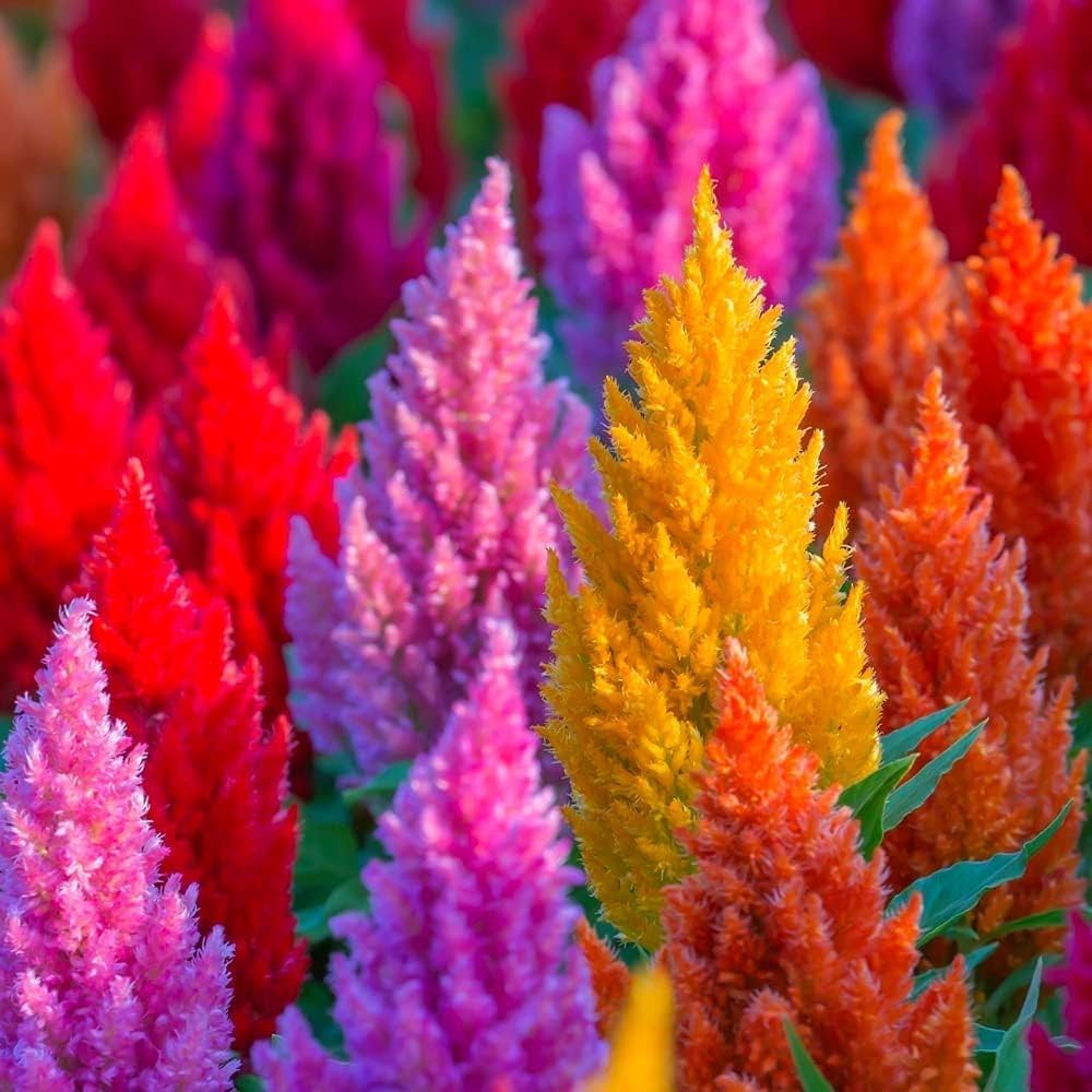 Evergrowseeds orange Cockscomb Celosia argentea flower seeds for planting in flower beds, showcasing vibrant orange seed packets and flowers.
