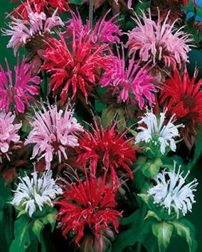 Mixed Panorama Flower seeds blooming in flower beds, containers, borders, and pollinator-friendly gardens