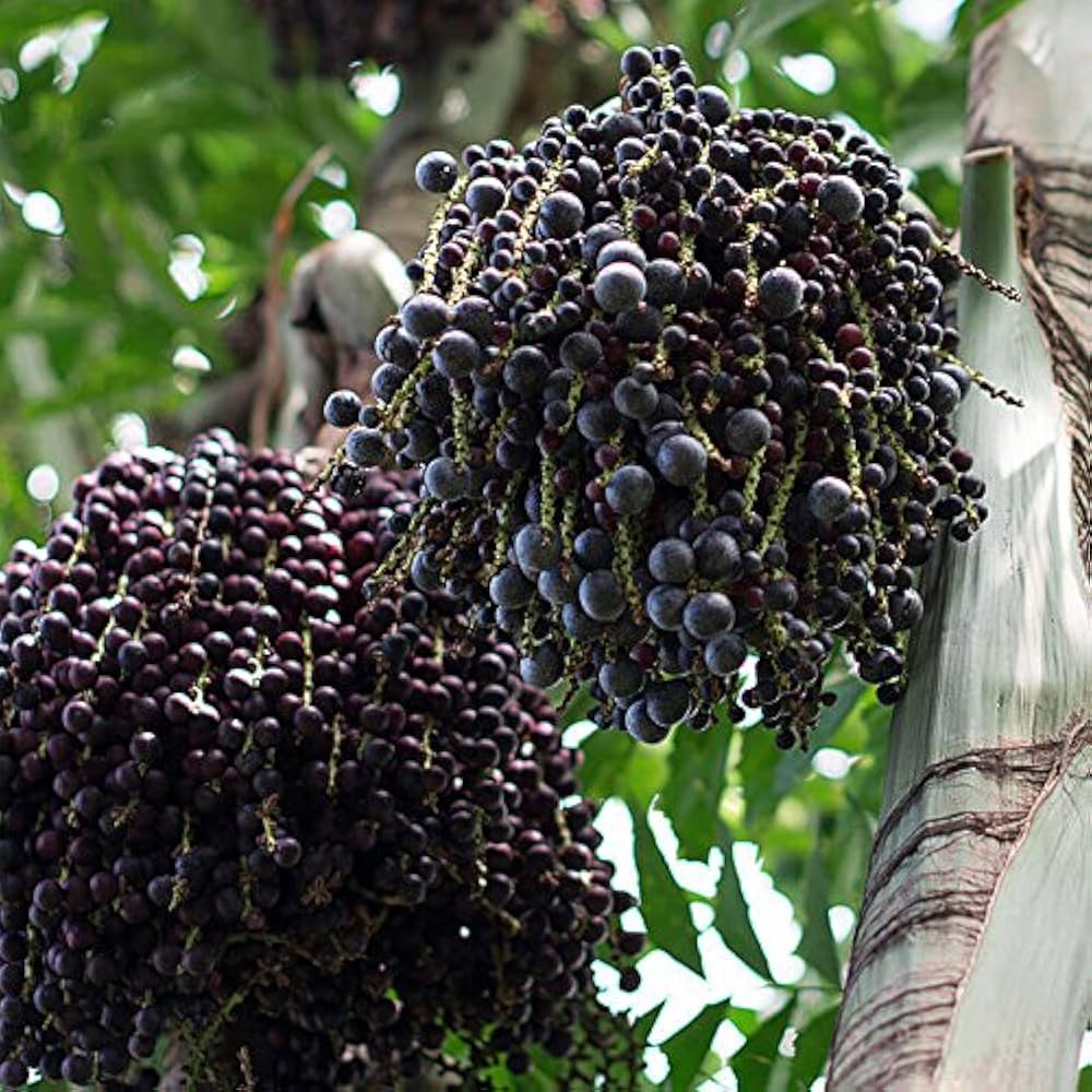 Acai Fruit Seeds Collection for Easy Planting
