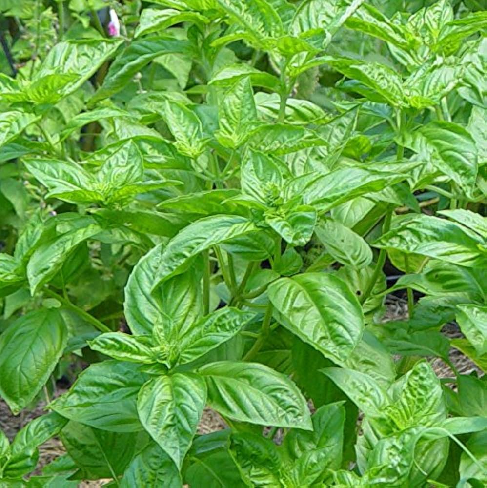 Lemon Basil Seeds for Planting - Great for Herb Garden & Vegetable Patch