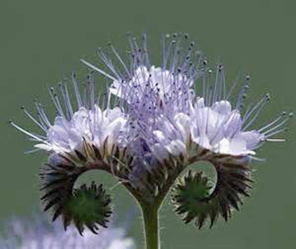 Phacelia Seeds Phacelia tanacetifolia for Planting in Pollinator Garden and Flower Bed