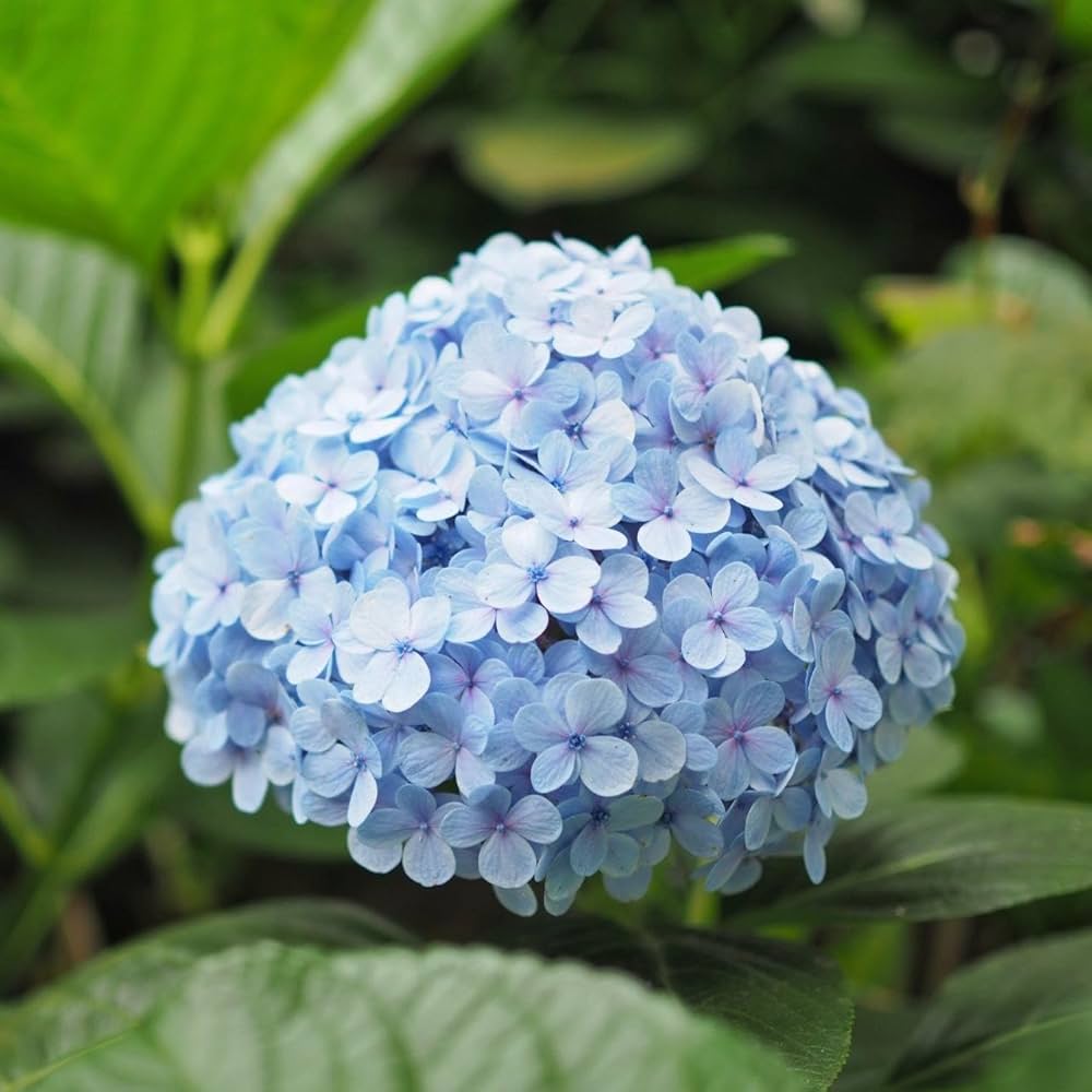 Deep Pink Hydrangea Flower seeds for Planting - Perfect for Borders, Heirloom & GMO Free Seeds for Home Garden