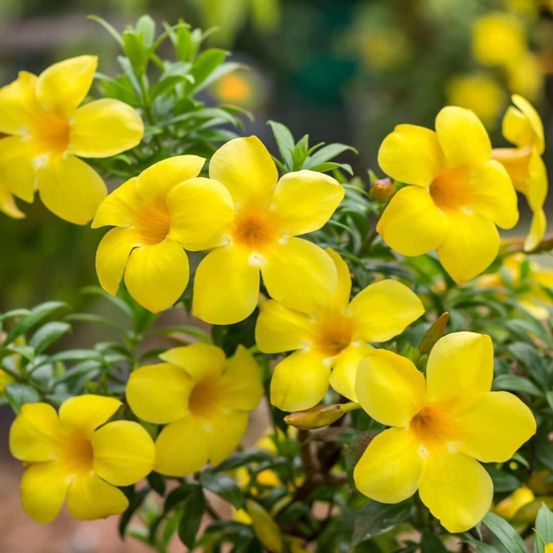 Allamanda Flower seeds for Planting Fragrant Blossoms Heirloom & GMO Free Seeds for Home Garden
Sale for planting in home garden