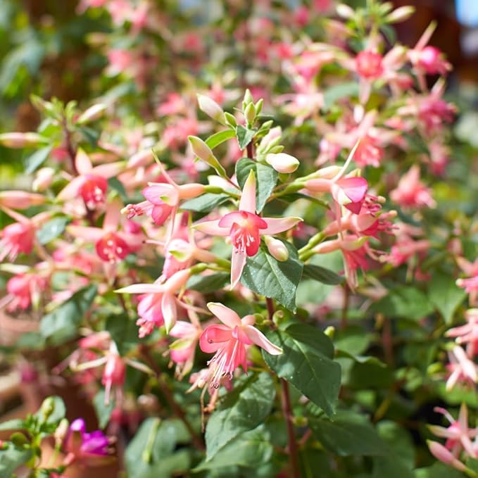 Fuchsia Fuchsia spp. Flower Seeds for Planting in Flower Bed & Garden