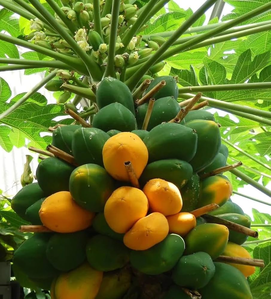 Dwarf Cylindrical Papaya Seeds for Easy Planting