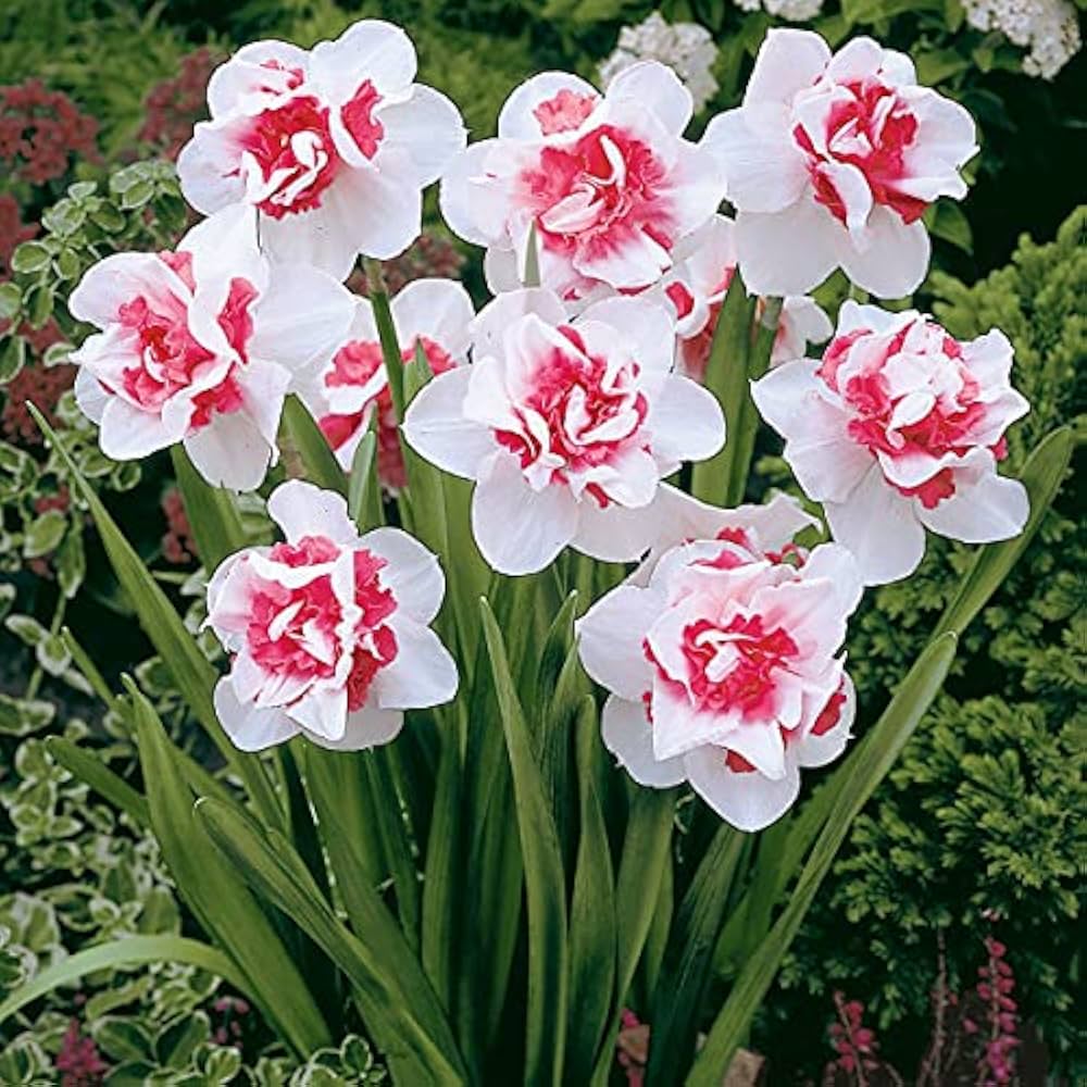 Baby Pink White Daffodils Flower seeds for Planting - Fragrant Blossoms, Heirloom & GMO Free Seeds for Home Garden