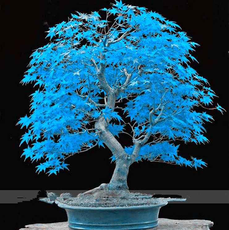Blaue Ahornbaum Seeds for Planting Premium Quality Tree Seeds