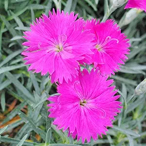 Dianthus Maiden Pink Seeds for Planting home garden flower bed