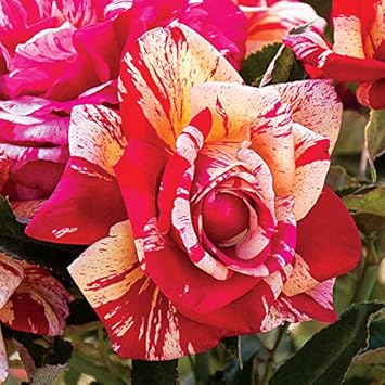 Cream Red Spirit Rose Flower seeds for Planting - Cottage Garden Essential, Heirloom & GMO Free Seeds for Home Garden
Sale seeds for planting in home garden