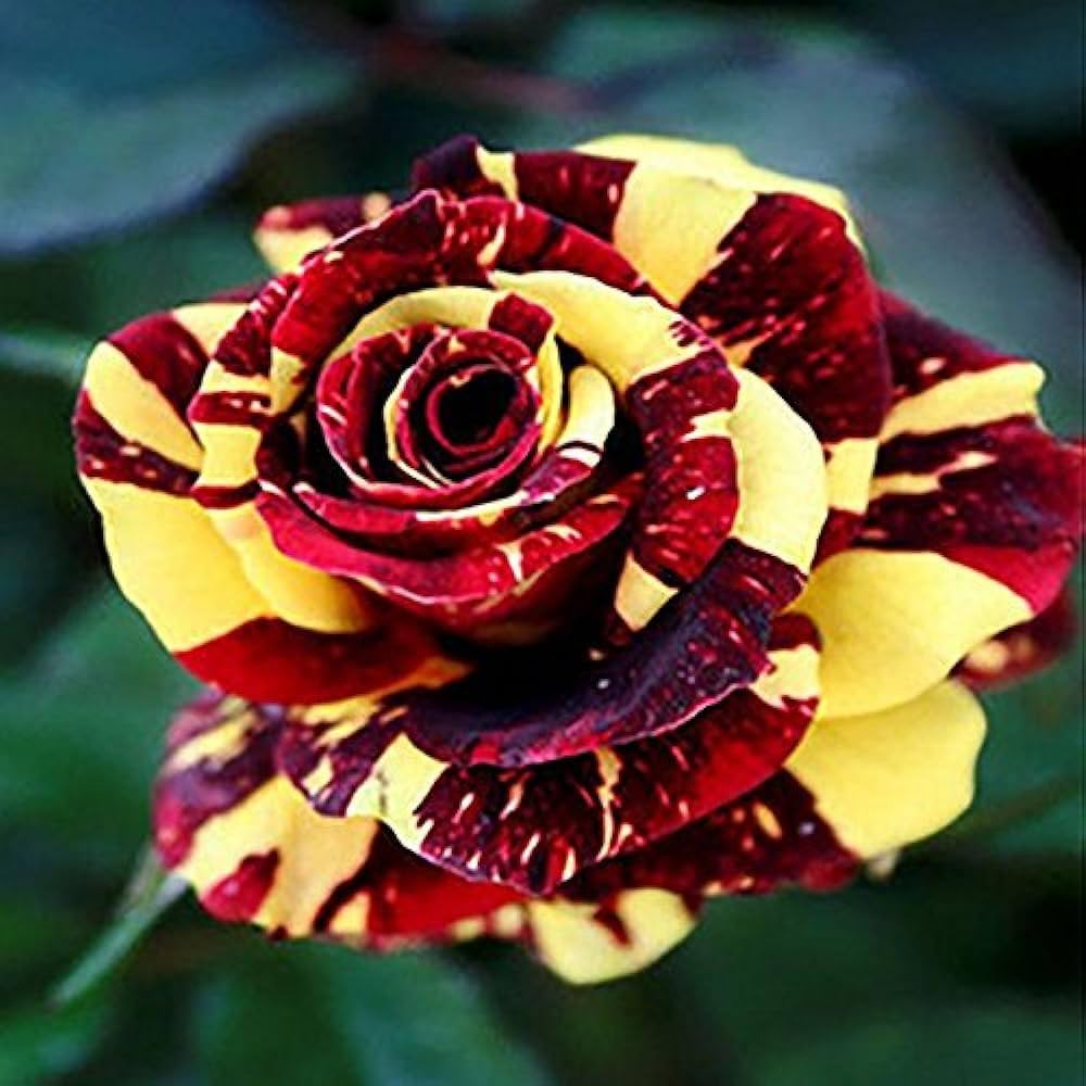 Dragon Rose Pink Yellow Flower seeds for Planting - Fragrant Blossoms, Heirloom & GMO Free Seeds for Home Garden