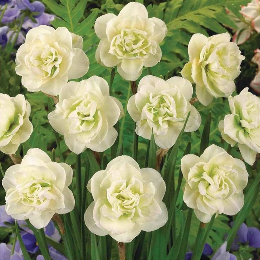 Light Green Narcissus Flower Seeds for Planting Easy to Grow Heirloom & GMO Free Seeds for Home Garden
Sale
