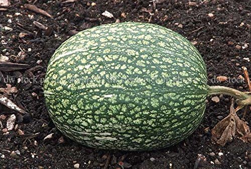 Shark Fin Melon Fruit Benincasa hispida Seeds for Planting in Vegetable Patch
