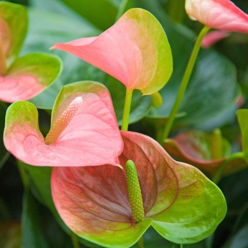 Pink & Green Anthurium Flower Seeds for Planting Fragrant Blossoms Heirloom & GMO Free Seeds for Home Garden
Sale