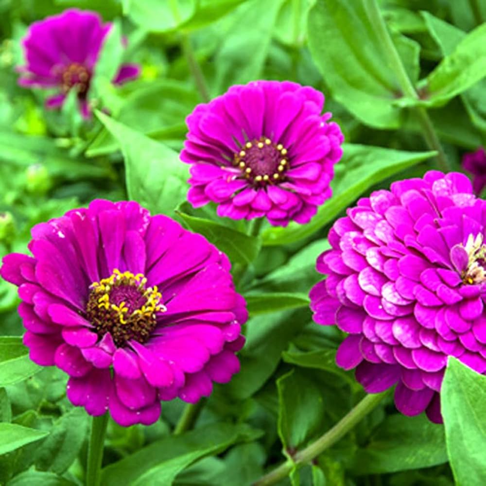 Deep Purple Zinnia Flower seeds for Planting - Compact Growth, Heirloom & GMO Free Seeds for Home Garden Sale