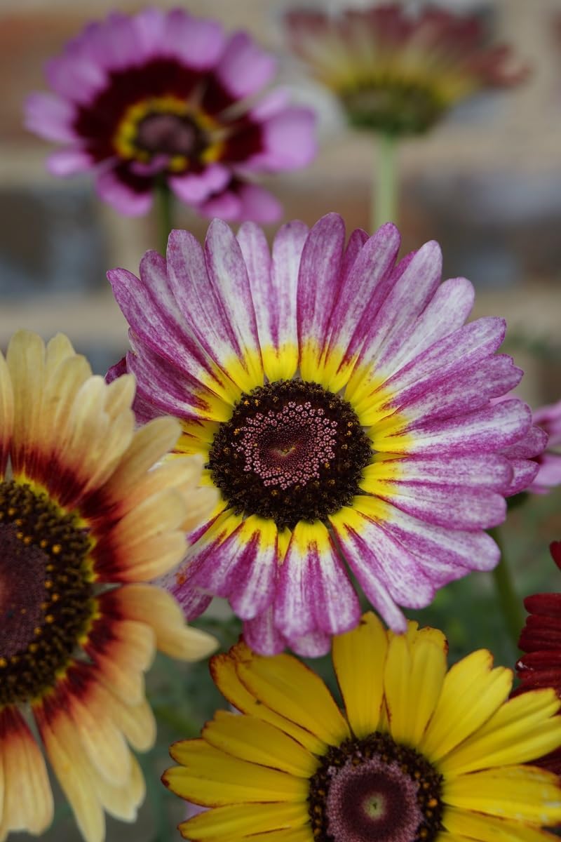 Purple Chrysanthemum Carinatum Flower seeds blooming in flower beds, containers, borders, and pollinator-friendly gardens