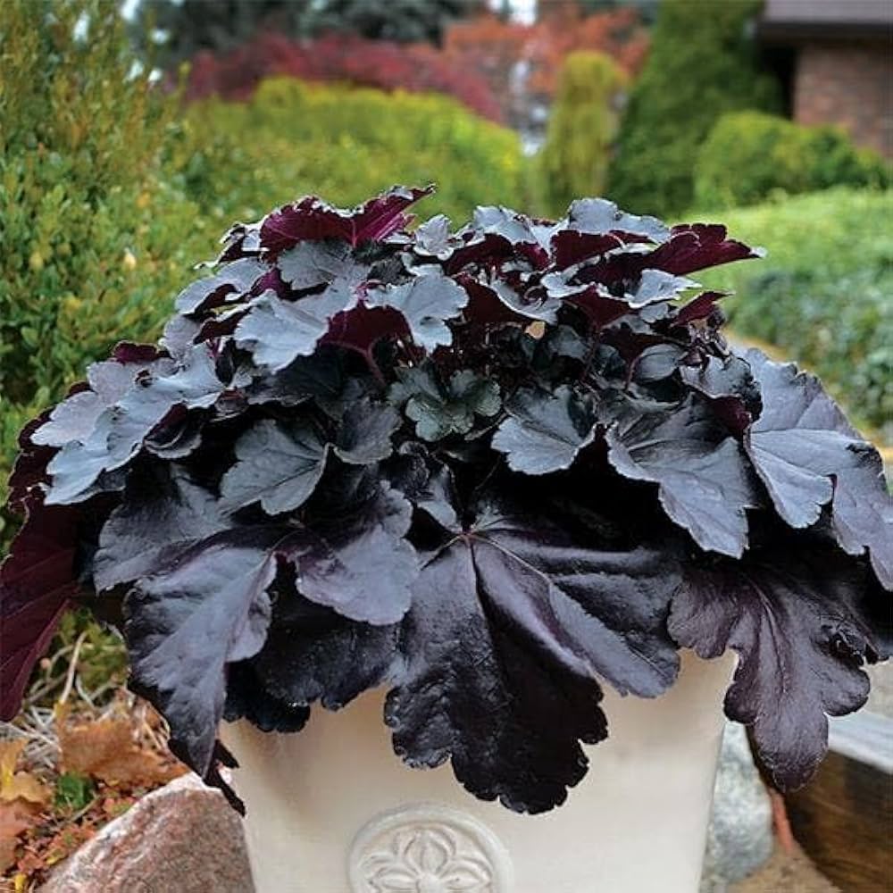 Evergrowseeds Heuchera mixed flower seeds for garden planting, showing 20 packs of colorful flower seed packets.