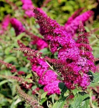 Pink Butterfly Bush Flower seeds blooming in flower beds, containers, borders, and pollinator-friendly gardens