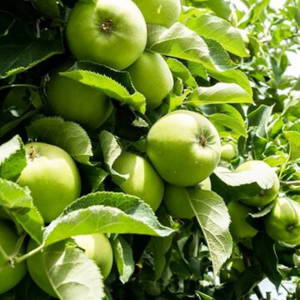 Green Apple Fruit Seeds for Planting - Crisp Apple Variety