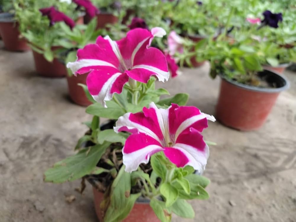 Hulahoop Rose Petunia Seeds – Striped Annual Blooms with Eye-Catching Color