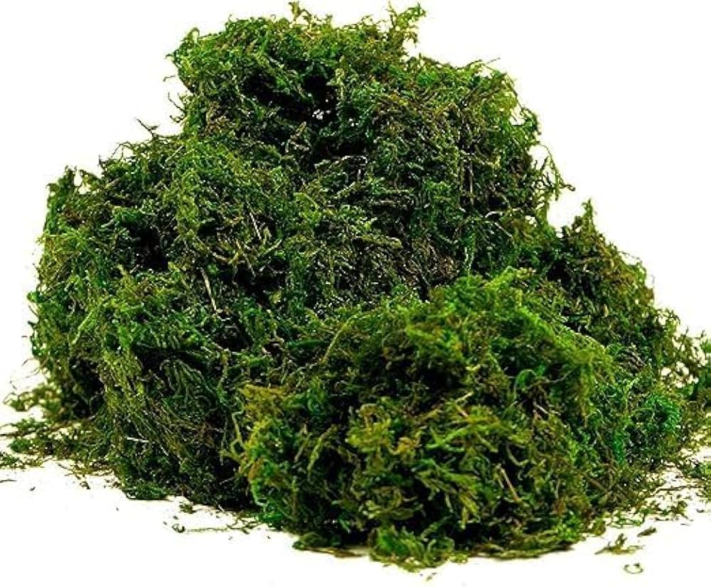 Moss Grass Sagina subulata Seeds for Planting in Pathways