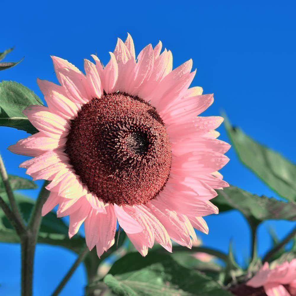 Pink Sunflower Seeds - Perfect for Planting