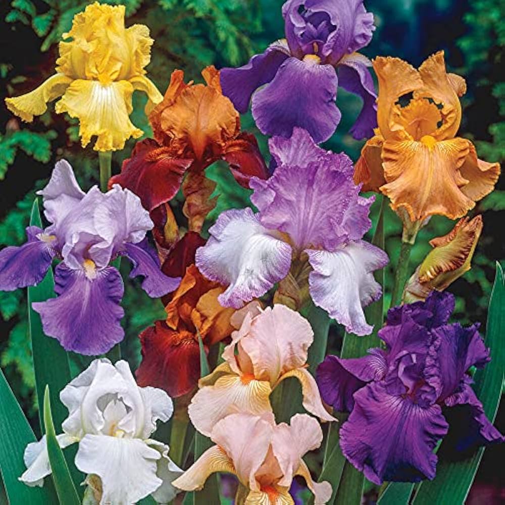 Iris Iris germanica for planting in perennial garden