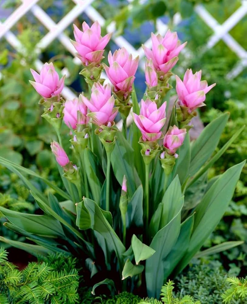 Thailand Curcuma Curcuma longa Seeds for Planting in Tropical Garden