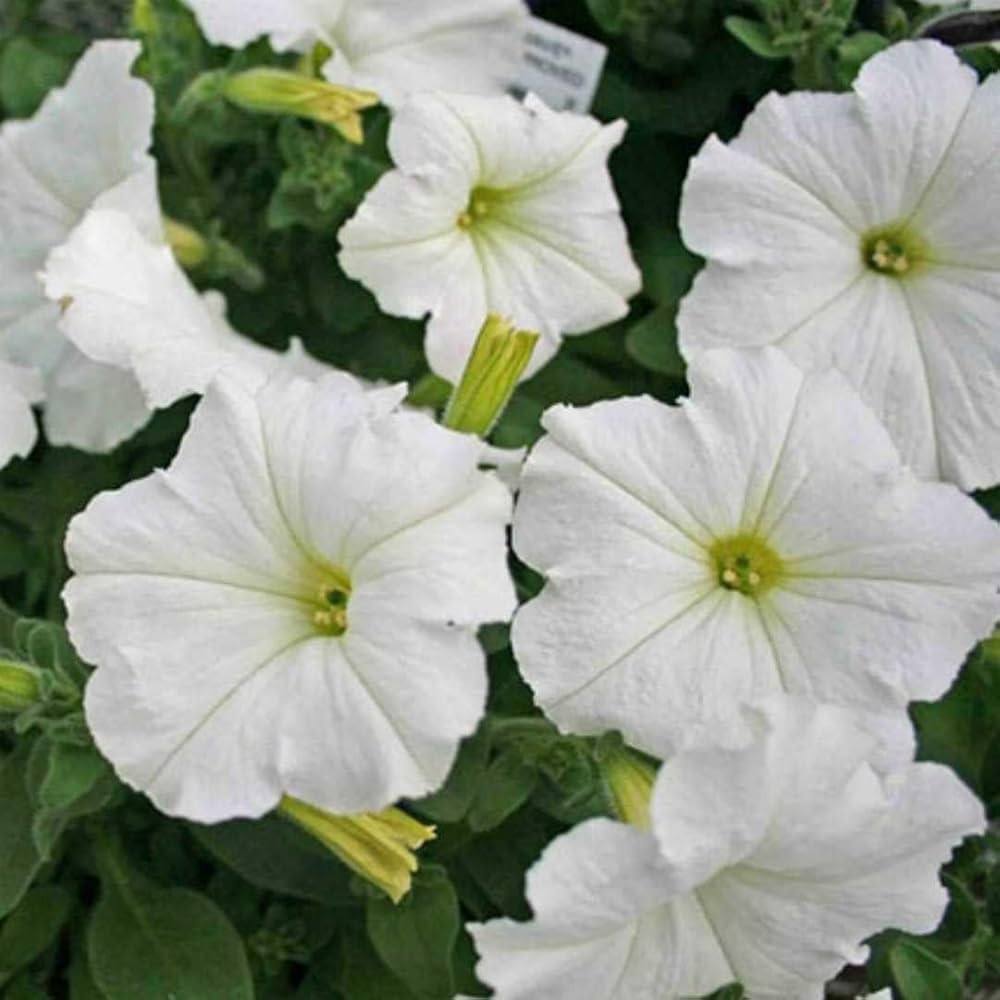 Petunia Seeds for Full Sun Planting