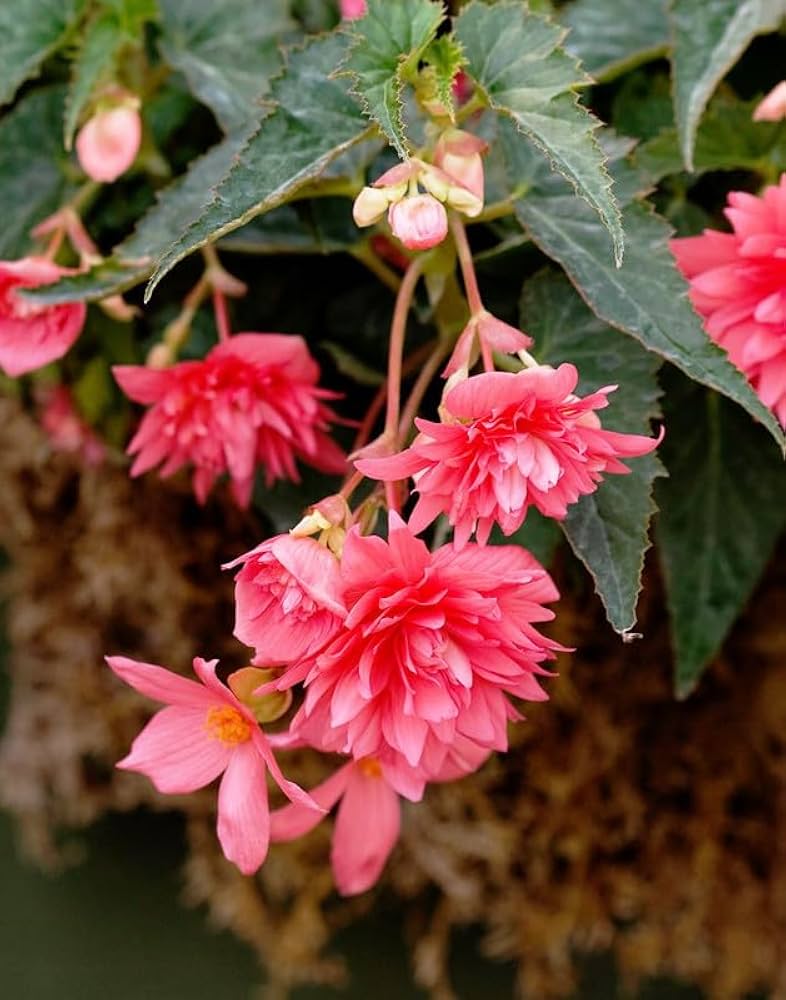 Begonia Boliviensis Flower seeds for Planting - Perfect for Borders, Heirloom & GMO Free Seeds for Home Garden