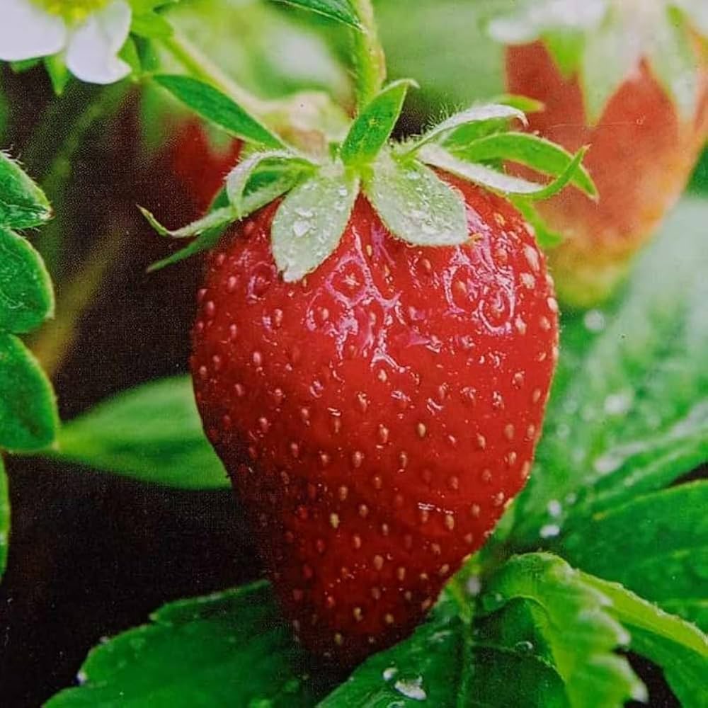 Everbearing Strawberry Seeds Fragaria × ananassa for Planting in Vegetable Patch & Garden
