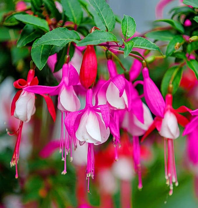 Fuchsia Fuchsia spp Flower Seeds for Planting in Flower Bed